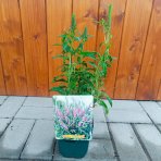 Veronika špicatá (Veronica spicata) ´FIRST LOVE´ - kont. C1L